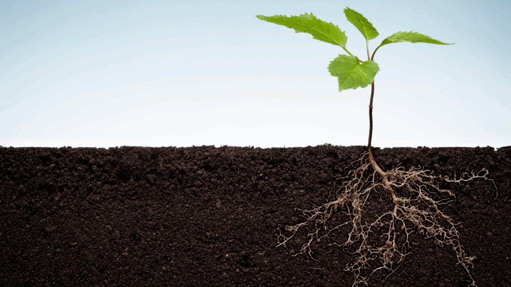 Como Controlar as Emoções e Viver em Paz de Acordo com a Bíblia?